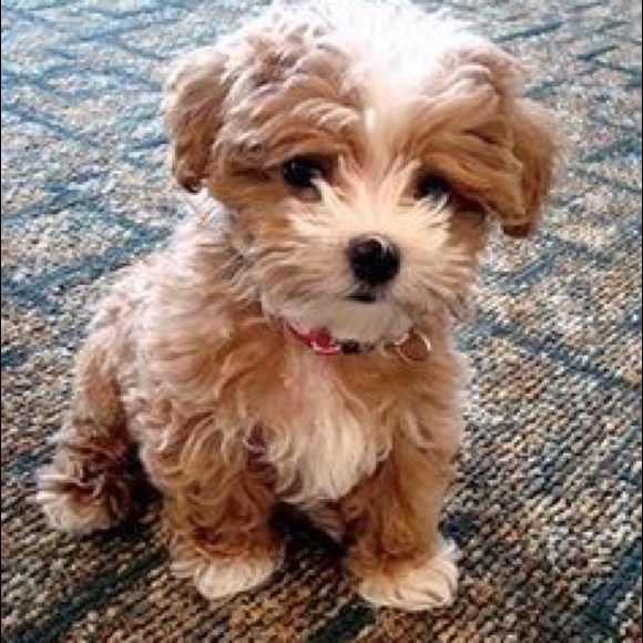 Meet your Posher, Kayla - Picture 4 of 4